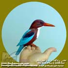 ماهی خورک  سینه سفید